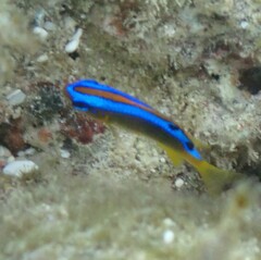 Chrysiptera biocellata