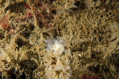 Antiopella cristata