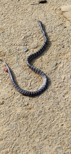 Common Krait
