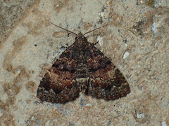 Metalectra richardsi