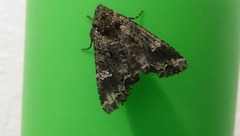 Mamestra configurata