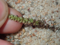 Crassula colorata