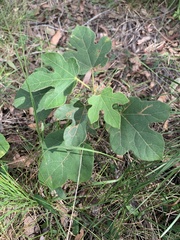 Brachychiton bidwillii