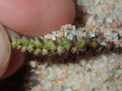 Crassula colorata