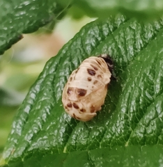 Adalia decempunctata