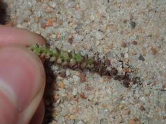 Crassula colorata