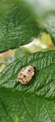 Adalia decempunctata