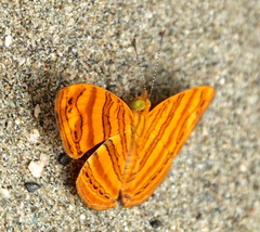 Chersonesia intermedia