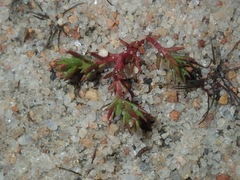 Crassula decumbens