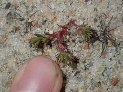 Crassula decumbens