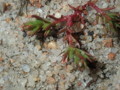 Crassula decumbens