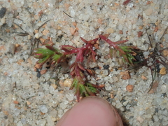 Crassula decumbens