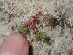 Crassula decumbens