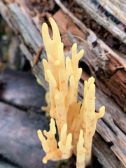 Ramaria lorithamnus