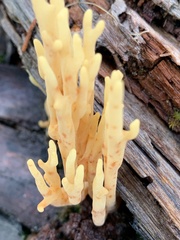 Ramaria lorithamnus