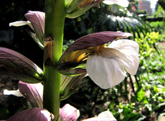 Acanthus mollis