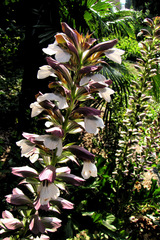 Acanthus mollis
