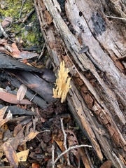 Ramaria lorithamnus