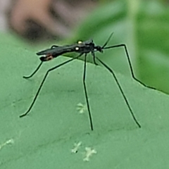 Gnophomyia tristissima