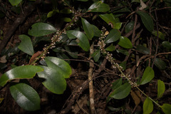Myrsine stolonifera
