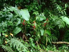 Heliconia
