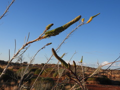 Grevillea eriostachya