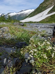 Romanzoffia sitchensis