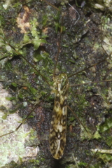 Discobola tessellata