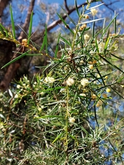 Acacia trinervata