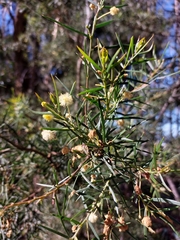 Acacia trinervata