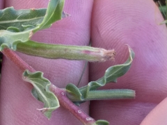 Oenothera indecora indecora