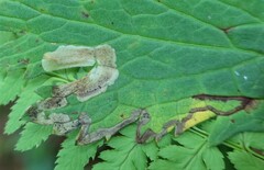 Agromyza nigrescens