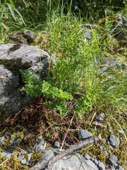 Cryptogramma acrostichoides