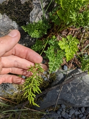 Cryptogramma acrostichoides