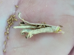 Oenothera indecora indecora