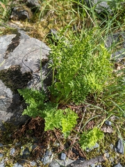 Cryptogramma acrostichoides