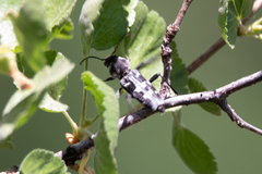 Xylotrechus albonotatus