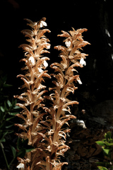 Acanthus mollis