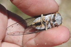 Diceroprocta semicincta