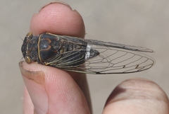 Diceroprocta semicincta