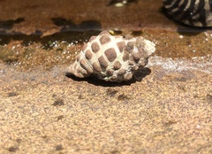 Tenguella marginalba