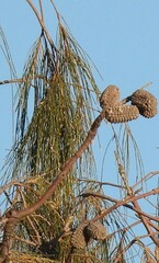 Allocasuarina decaisneana