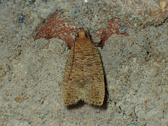 Psilocorsis reflexella