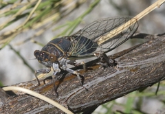 Diceroprocta semicincta