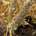 Carrot-seed Grass - Photo (c) Gigi Laidler, some rights reserved (CC BY-NC), uploaded by Gigi Laidler