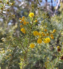 Acacia mariae