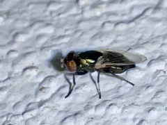 Physiphora alceae