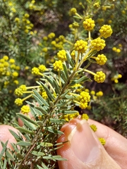 Acacia mariae