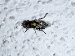 Physiphora alceae