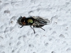 Physiphora alceae
